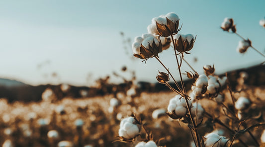 Close-up view of organic cotton plants in a field under a clear blue sky, showcasing the natural beauty and sustainability of organic cotton farming.